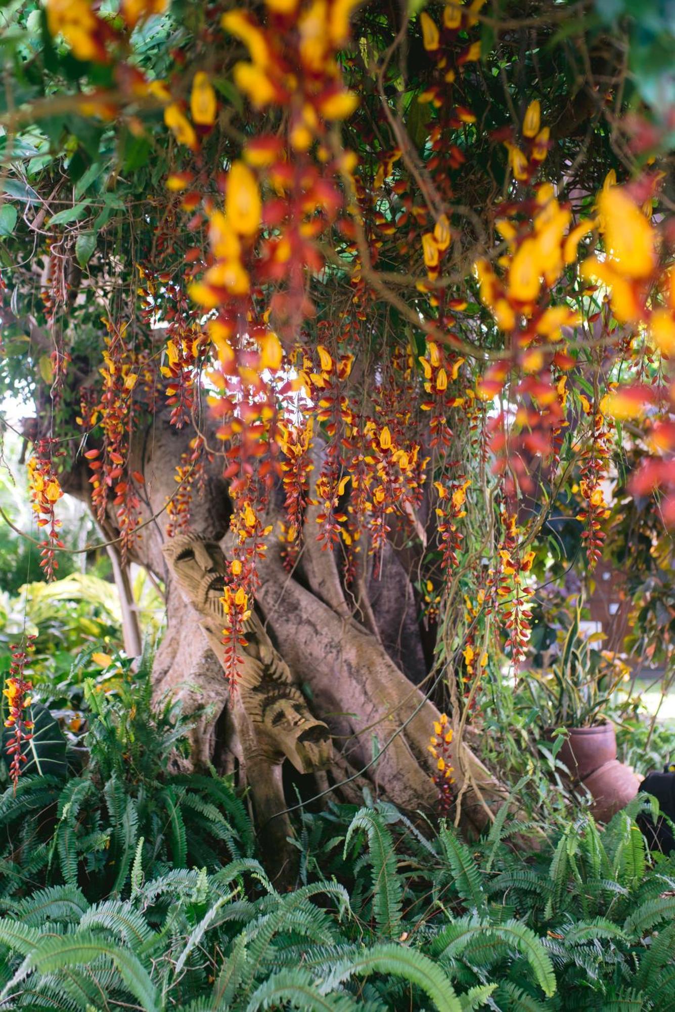 Tree Lodge Mauritius Belle Mare Exteriör bild